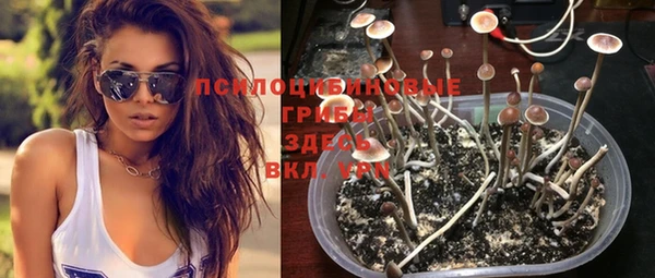 сатива Зерноград